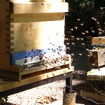 Bienenflug an Dadant-Beute