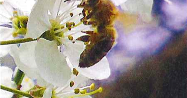 Blüten mit Biene